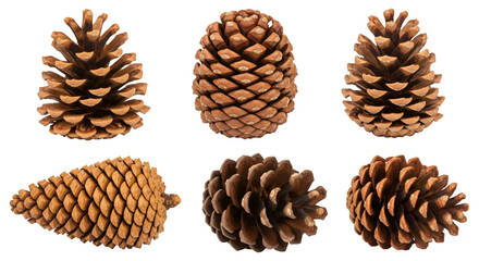 Collection of Six Pine Cones 98b3de583087303b3b24a7c902a00e01dr