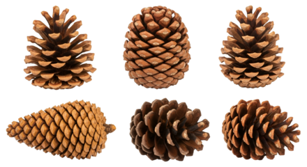 Collection of Six Pine Cones 98b3de583087303b3b24a7c902a00e01dr