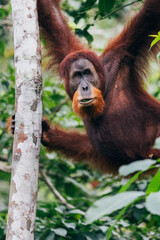 Orangutanes en libertad en la selva de Sumatra