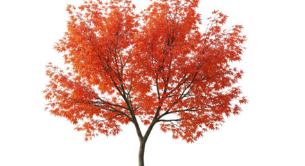 Vibrant Red Maple Tree Isolated on White Background Fall Foliage Autumn Season