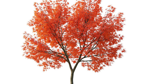 Vibrant Red Maple Tree Isolated on White Background Fall Foliage Autumn Season