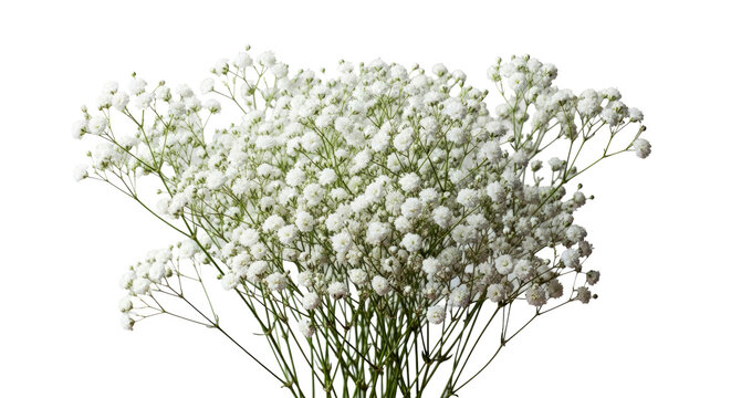 Babys Breath Flowers Imagens – Procure 150,335 fotos, vetores e