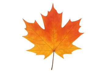 Fototapeta premium Maple leaf displaying rich autumn colors, bringing fall themes and seasonal changes on transparent background