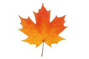 Maple leaf displaying rich autumn colors, bringing fall themes and seasonal changes on transparent background