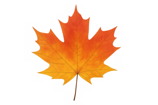 Maple leaf displaying rich autumn colors, bringing fall themes and seasonal changes on transparent background