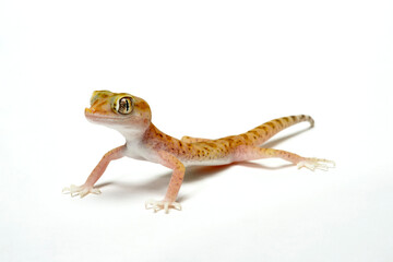 Lichtenstein's short-fingered gecko, elegant gecko // Engfingergecko, Lichtensteins Dünnfingergecko  (Stenodactylus sthenodactylus)