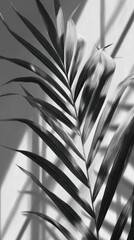 Dramatic Black and White Palm Frond with Stark Geometric Shadows on Textured Wall.