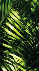 Lush Palm Fronds - Dramatic Light and Shadow Play, Tropical Greenery Close-Up.