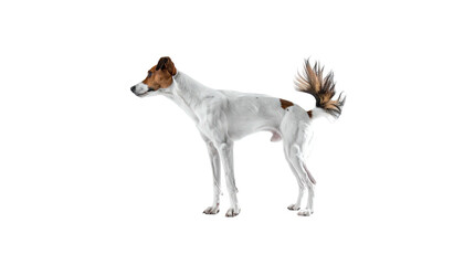 Small, slender, short-haired dog standing against black backdrop