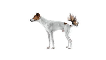Small, slender, short-haired dog standing against black backdrop