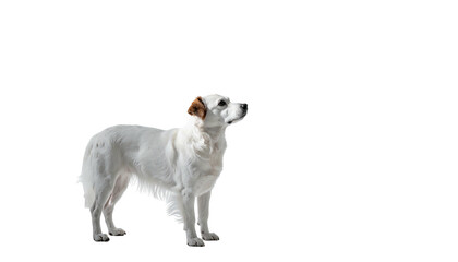 White dog stands attentively against a stark, black background
