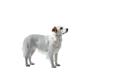 White dog stands attentively against a stark, black background
