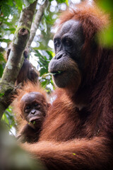 Orangutanes en libertad en la selva de Sumatra