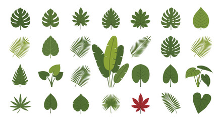 Collection of various green leaves, including monstera, palm, and banana leaves.