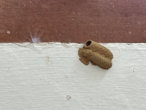 A detailed close-up of a freshly constructed mud dauber wasp nest on a white wall, showing the distinct horizontal clay tubes and organic masonry texture of the insect nest.