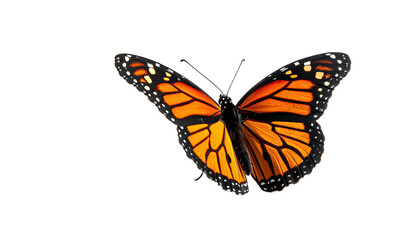 Obraz premium Monarch butterfly, wings open, orange and black against black background