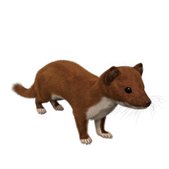3D rendered illustration of a brown weasel isolated on transparent background