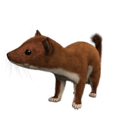 3D rendered illustration of a brown weasel isolated on transparent background