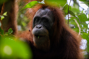 Orangutanes en libertad en la selva de Sumatra