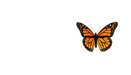 Monarch butterfly open wings against black