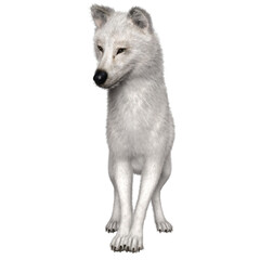 3D rendered fantasy white wolf illustration isolated on transparent background