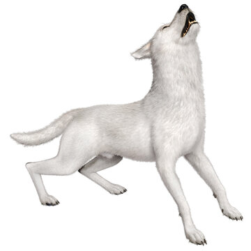 3D rendered fantasy white wolf illustration isolated on transparent background