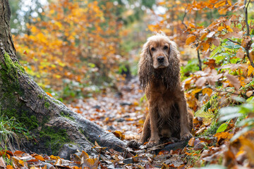 Portret cockera spaniela w jesiennym lesie © Elżbieta Kaps
