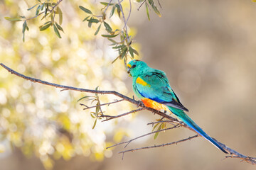 A mulga parrot, a multi-colored and very bright bird, perches on a small branch against a blurred background at Yowah in the Western Queensland outback country in Australia.