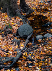741-15 Roots in the Creek