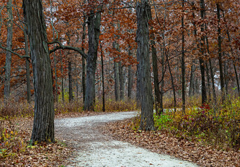 741-52 Oak Woods Autumn