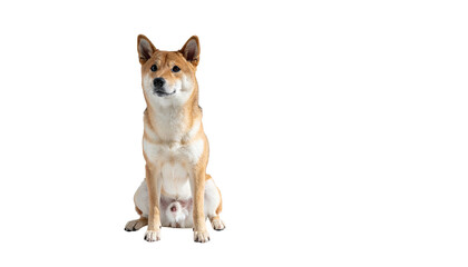 Shiba Inu dog sitting alert against a dark background