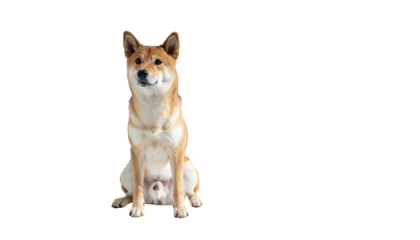 Shiba Inu dog sitting alert against a dark background