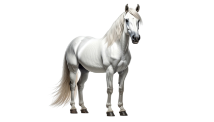 Elegant, powerful white horse isolated on a dark background