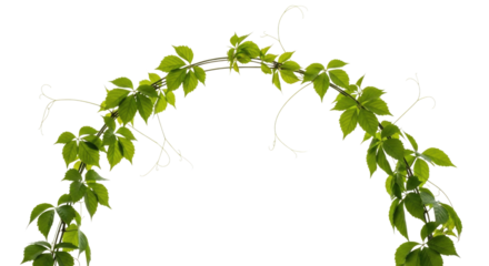Green vine arch with leaves transparent background cutout png