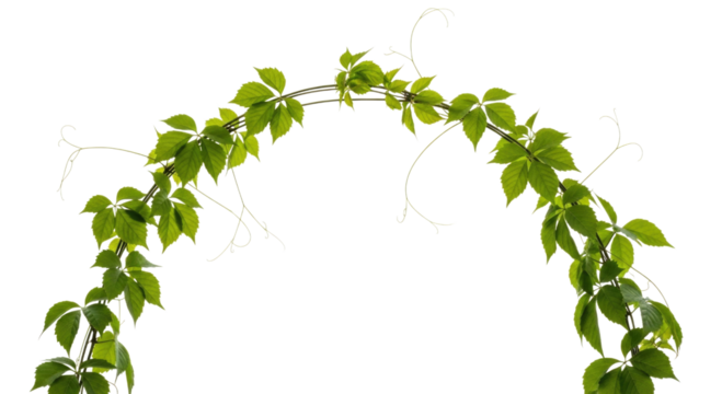 Green vine arch with leaves transparent background cutout png
