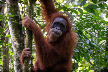 Orangutanes en libertad en la selva de Sumatra