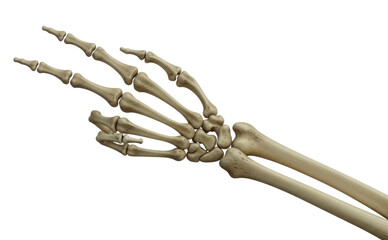 Human skeleton hand with two fingers up transparent background cutout png