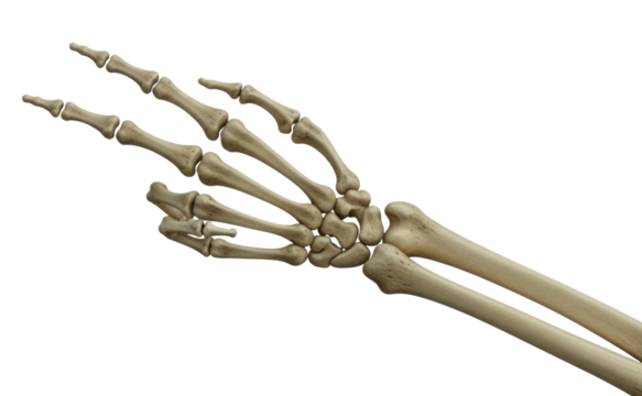 Human skeleton hand with two fingers up transparent background cutout png