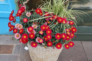Red flowers in a pot