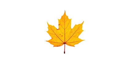 Fototapeta premium A vibrant, detailed photograph features a single maple leaf, displaying bright yellow and orange hues. Set against a solid black background, showcasing the leaf's beauty