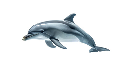 Gray dolphin swimming, smiling against black