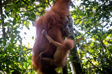 Orangután en su hábitat natural