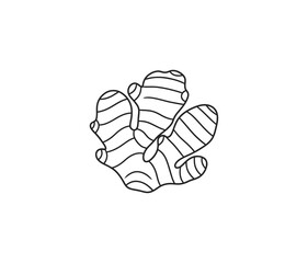 Ginger outline. Isolated ginger on white background