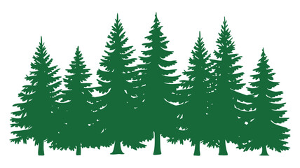 Obraz premium Evergreen pine forest silhouette