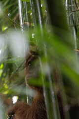 Orangután en su hábitat natural
