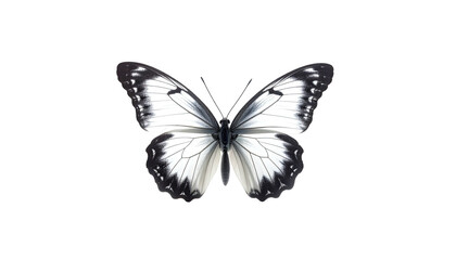 White butterfly w/ dark borders, centered on black background
