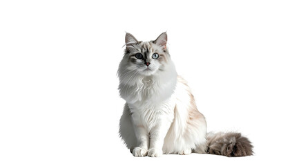 Fluffy cat with heterochromia sits against black background