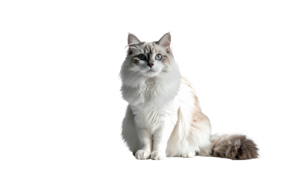 Fluffy cat with heterochromia sits against black background
