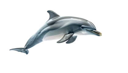 Isolated dolphin jumps forward on black background