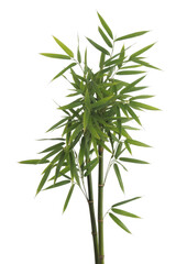 Fototapeta premium Lush green bamboo stalks with delicate leaves isolated on a transparent background